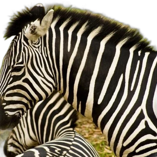 animal, creature, photorealistic, monochrome transparent PNG cut-out