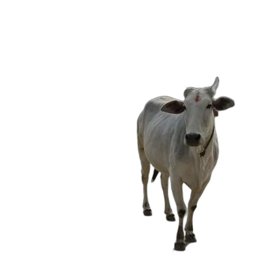 animal, creature, food, face transparent PNG cut-out