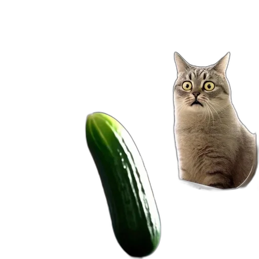 animal, food, creature, weapon transparent PNG cut-out