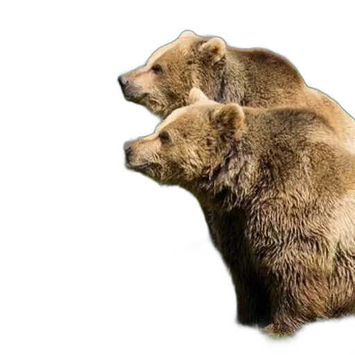 animal, photorealistic, concept art, two transparent PNG cut-out