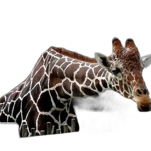 animal, creature, furniture, 3d render transparent PNG cut-out