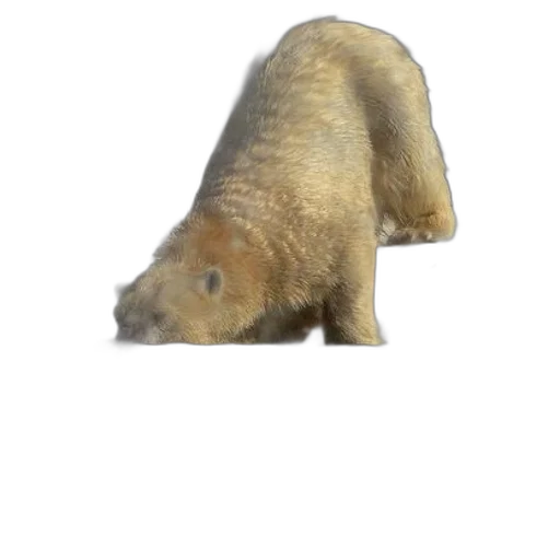 animal, creature, face, staff transparent PNG cut-out