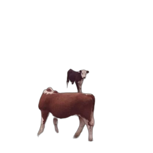 animal, creature, furniture, food transparent PNG cut-out