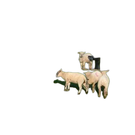 animal, furniture, weapon, food transparent PNG cut-out