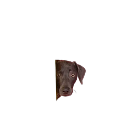 animal, face, creature, hat transparent PNG cut-out
