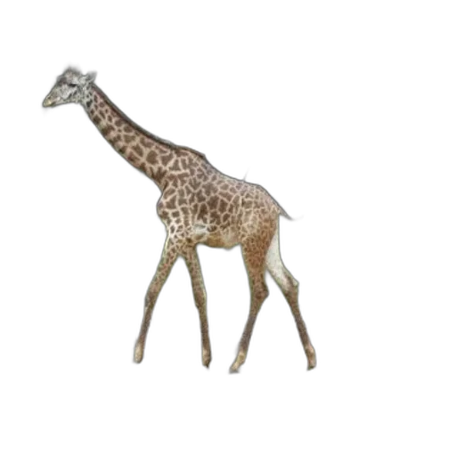 animal, creature, staff, jewelry transparent PNG cut-out