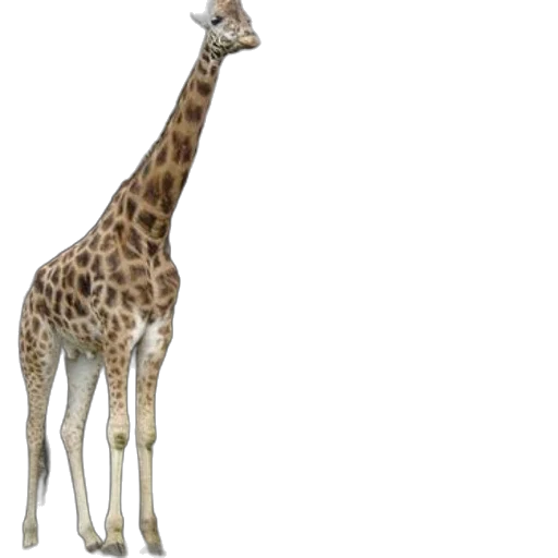 animal, creature, staff, hat transparent PNG cut-out