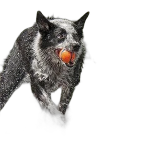 animal, creature, food, dragon transparent PNG cut-out