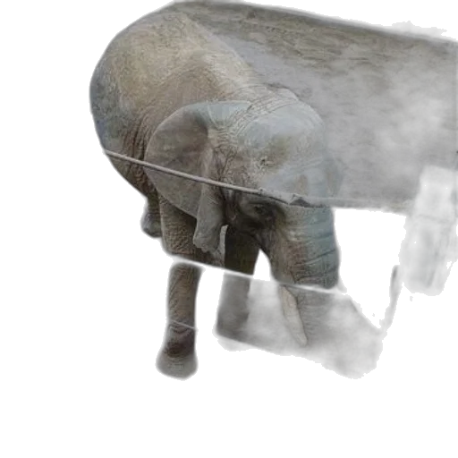animal, creature, weapon, mask transparent PNG cut-out