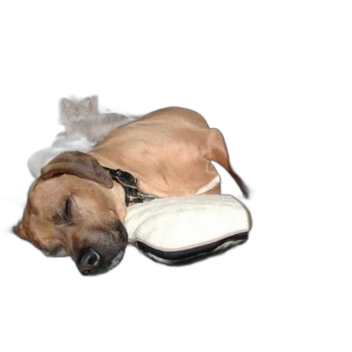 staff, animal, creature, dog transparent PNG cut-out