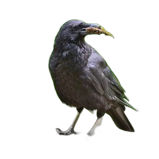 animal, creature, staff, crown transparent PNG cut-out