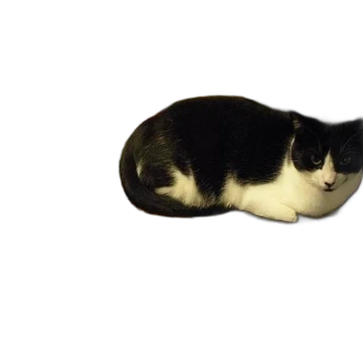 animal, creature, hat, staff transparent PNG cut-out