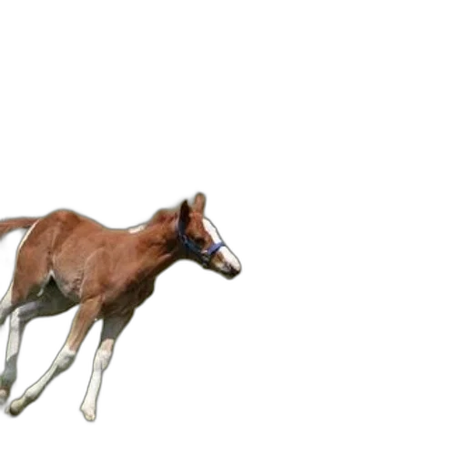 animal, creature, shoes, hair transparent PNG cut-out