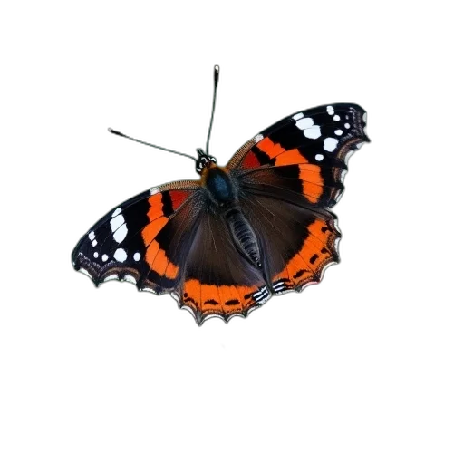 animal, jewelry, creature, crown transparent PNG cut-out