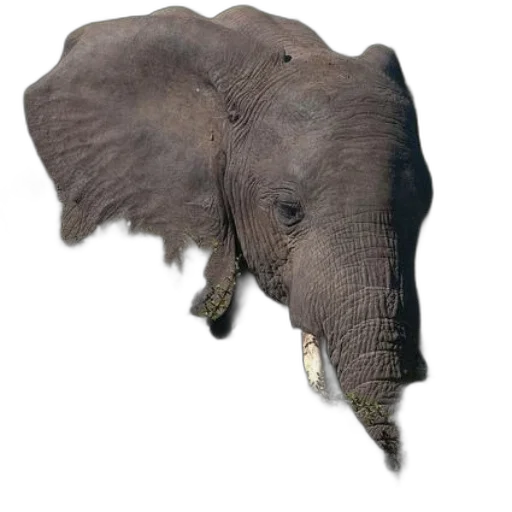animal, creature, face, mask transparent PNG cut-out