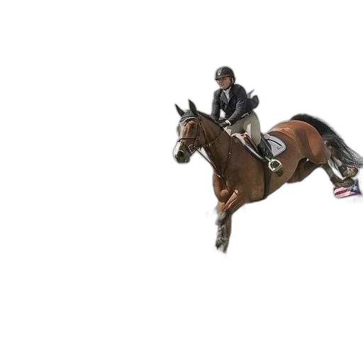 animal, photorealistic, rider, brown transparent PNG cut-out