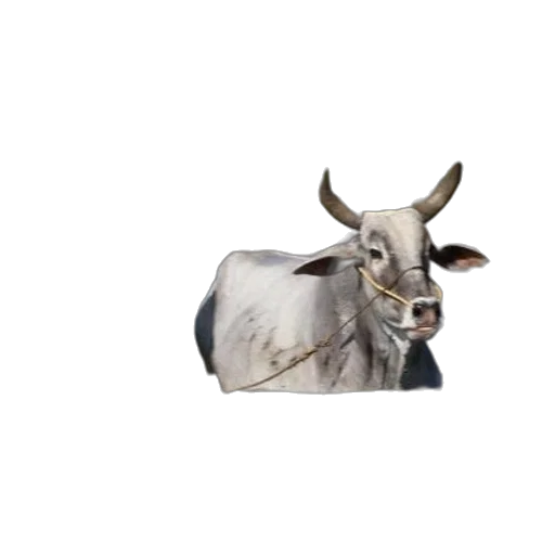 animal, creature, face, mask transparent PNG cut-out