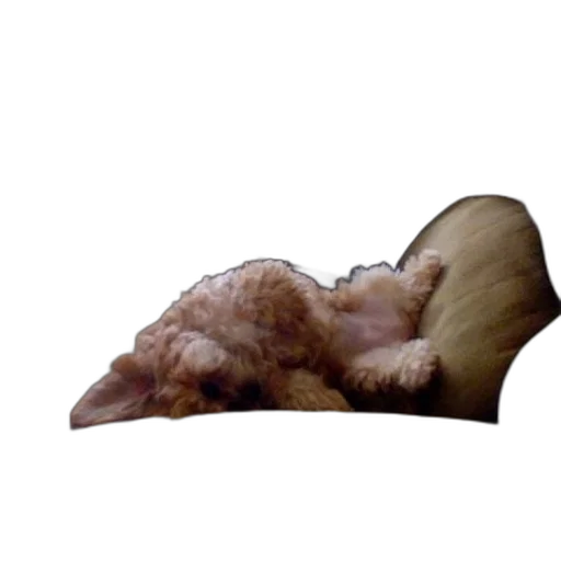 furniture, animal, creature, hair transparent PNG cut-out