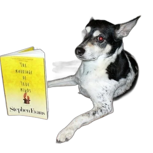 animal, dog, sits, next transparent PNG cut-out