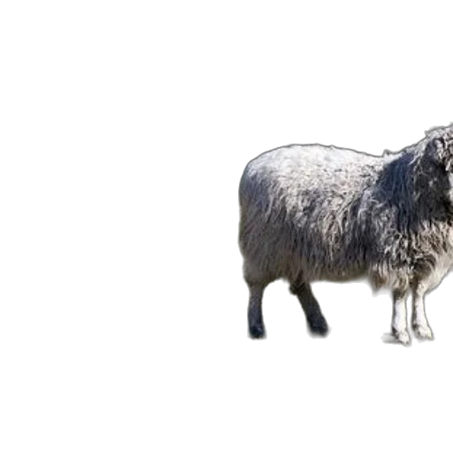 animal, creature, hair, food transparent PNG cut-out