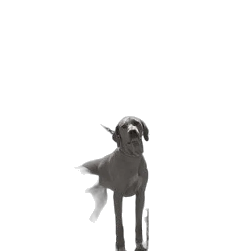 creature, animal, staff, dragon transparent PNG cut-out