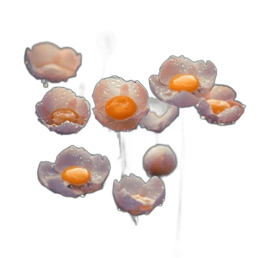 flower, crown, jewelry, umbrella transparent PNG cut-out