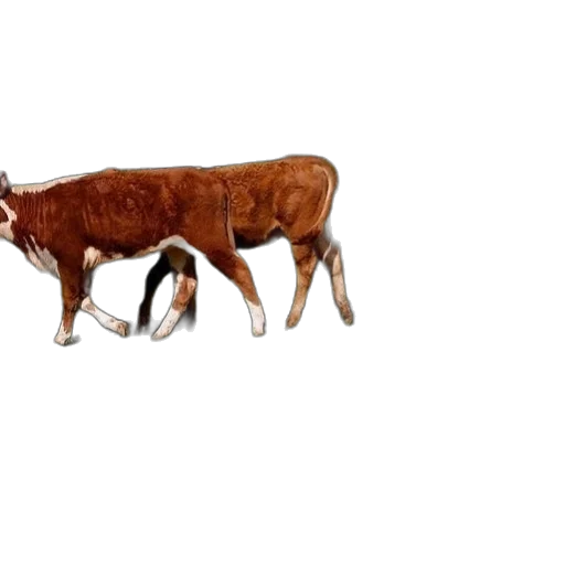 animal, food, weapon, car transparent PNG cut-out