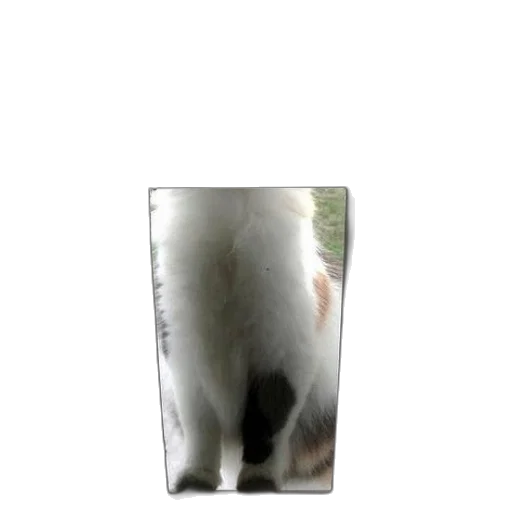 animal, creature, hair, face transparent PNG cut-out