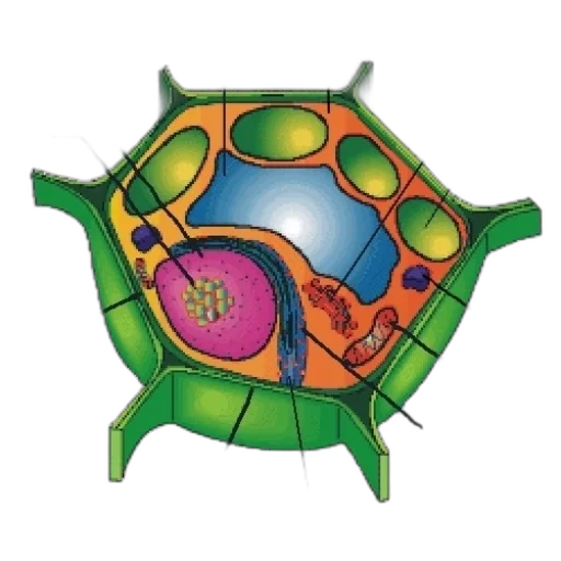umbrella, jewelry, animal, mask transparent PNG cut-out