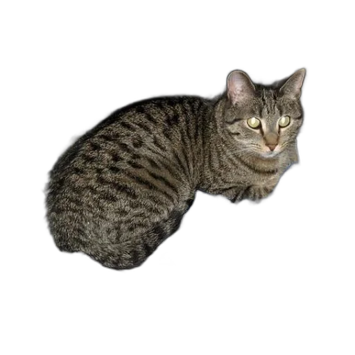 animal, creature, staff, weapon transparent PNG cut-out