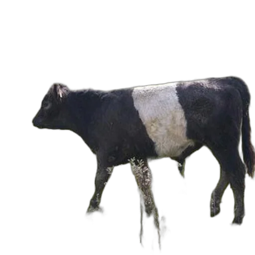 animal, creature, food, robot transparent PNG cut-out