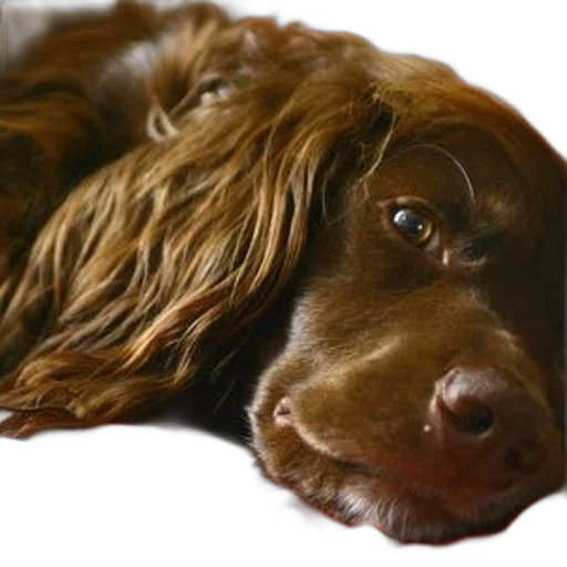 animal, staff, face, creature transparent PNG cut-out