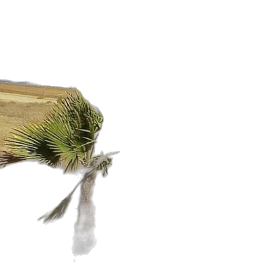 hair, animal, creature, hat transparent PNG cut-out