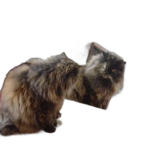 animal, creature, staff, hair transparent PNG cut-out