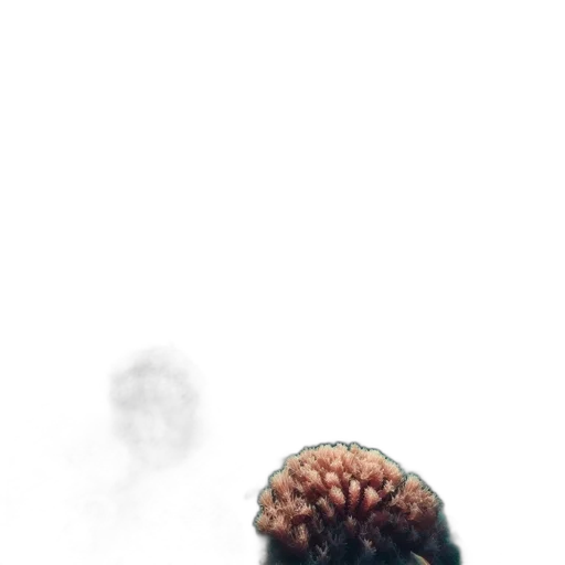 creature, crown, hair, hat transparent PNG cut-out
