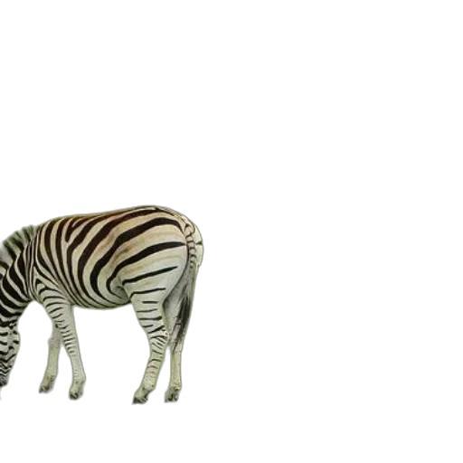 animal, creature, furniture, shoes transparent PNG cut-out