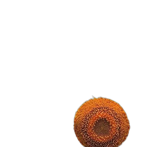 hat, hair, flower, food transparent PNG cut-out