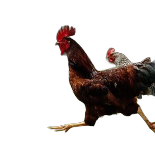 animal, food, creature, weapon transparent PNG cut-out