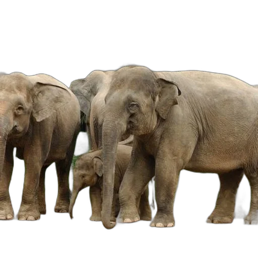 animal, concept art, photorealistic, earth tones transparent PNG cut-out