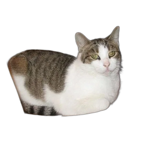 animal, hat, furniture, creature transparent PNG cut-out