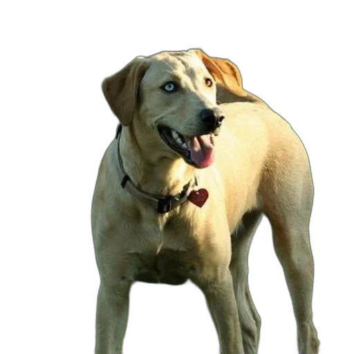 animal, staff, creature, face transparent PNG cut-out