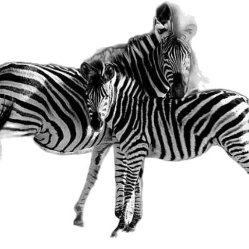 animal, creature, jewelry, hair transparent PNG cut-out