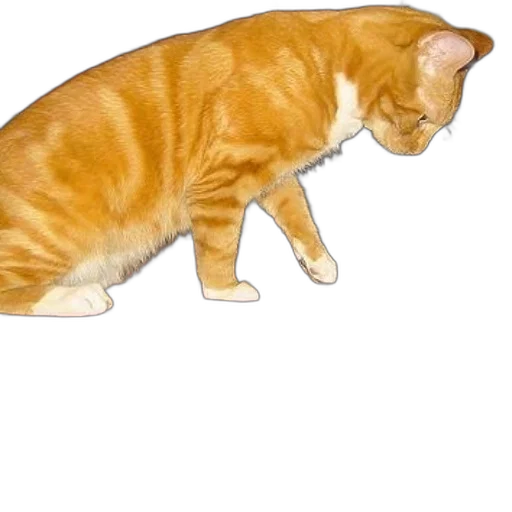 animal, creature, staff, food transparent PNG cut-out