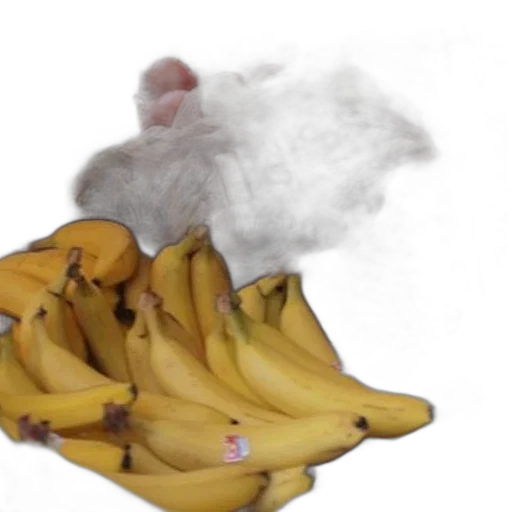 food, jacket, animal, hat transparent PNG cut-out