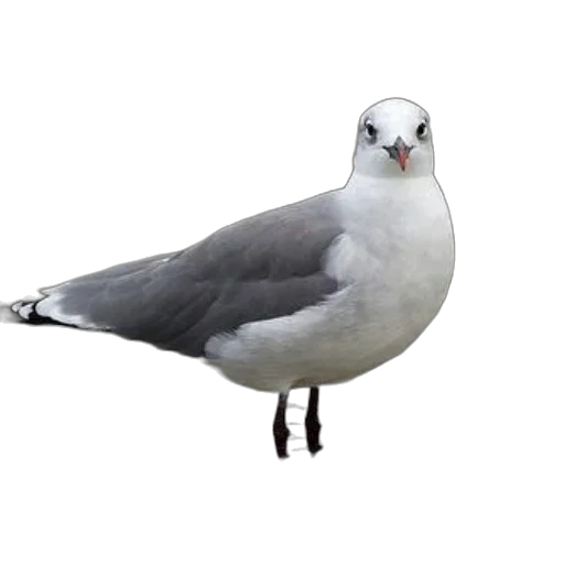 animal, creature, staff, hat transparent PNG cut-out