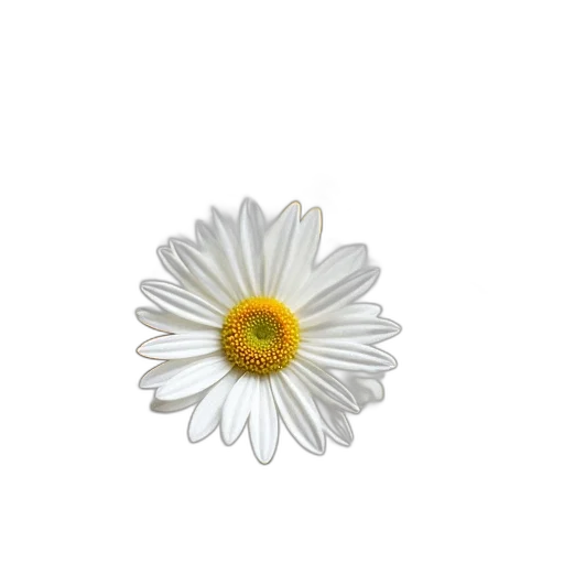 flower, jewelry, crown, staff transparent PNG cut-out