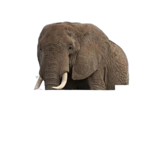 animal, creature, hat, face transparent PNG cut-out