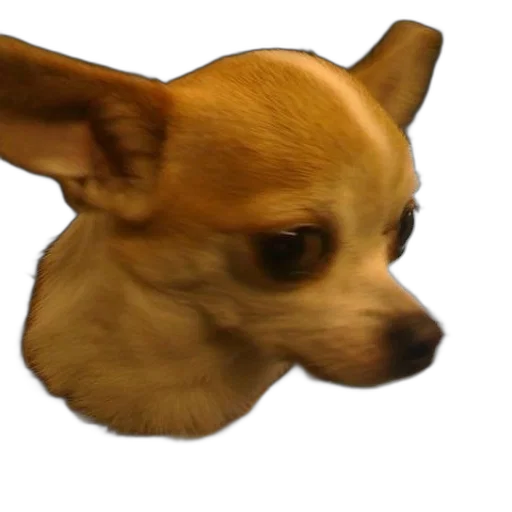 animal, creature, face, staff transparent PNG cut-out
