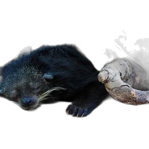 animal, creature, photorealistic, concept art transparent PNG cut-out
