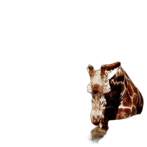 animal, creature, hat, umbrella transparent PNG cut-out